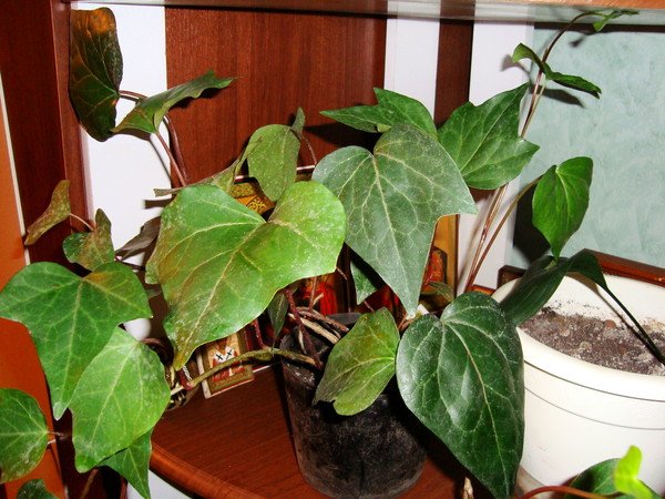 Роза мужегон