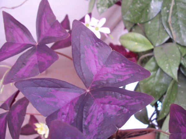 Мужегон цветок фиолетовый