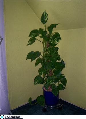 Вьюн мужегон