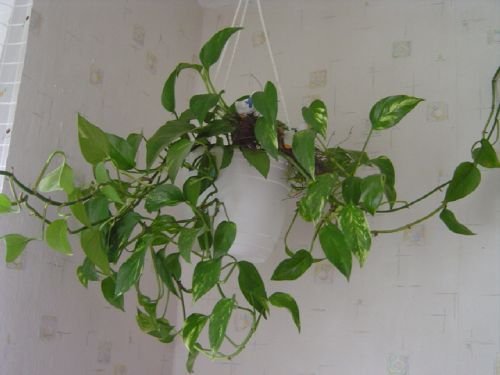 Жасмин мужегон