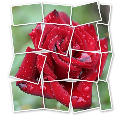 Астра ирисы бархатцы