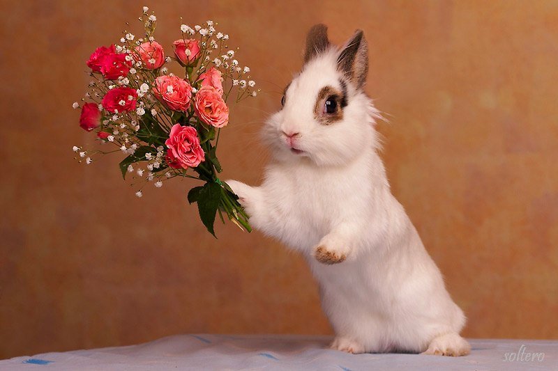 Открытка с пасхой. милые цветы и кролики с разными узорами на заднем плане