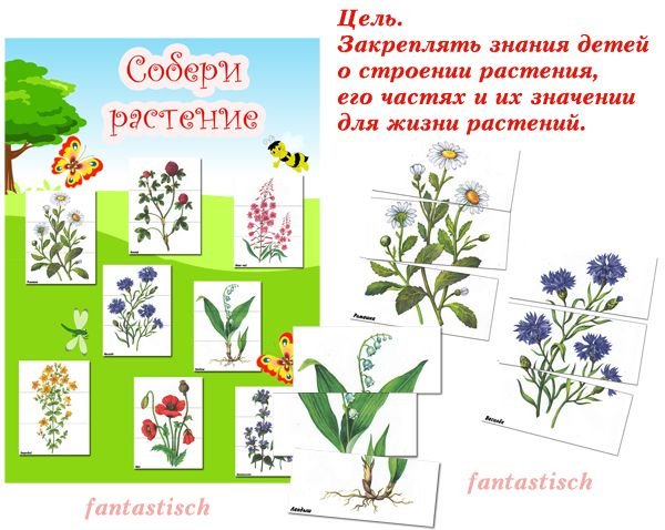 Игра Собери растение