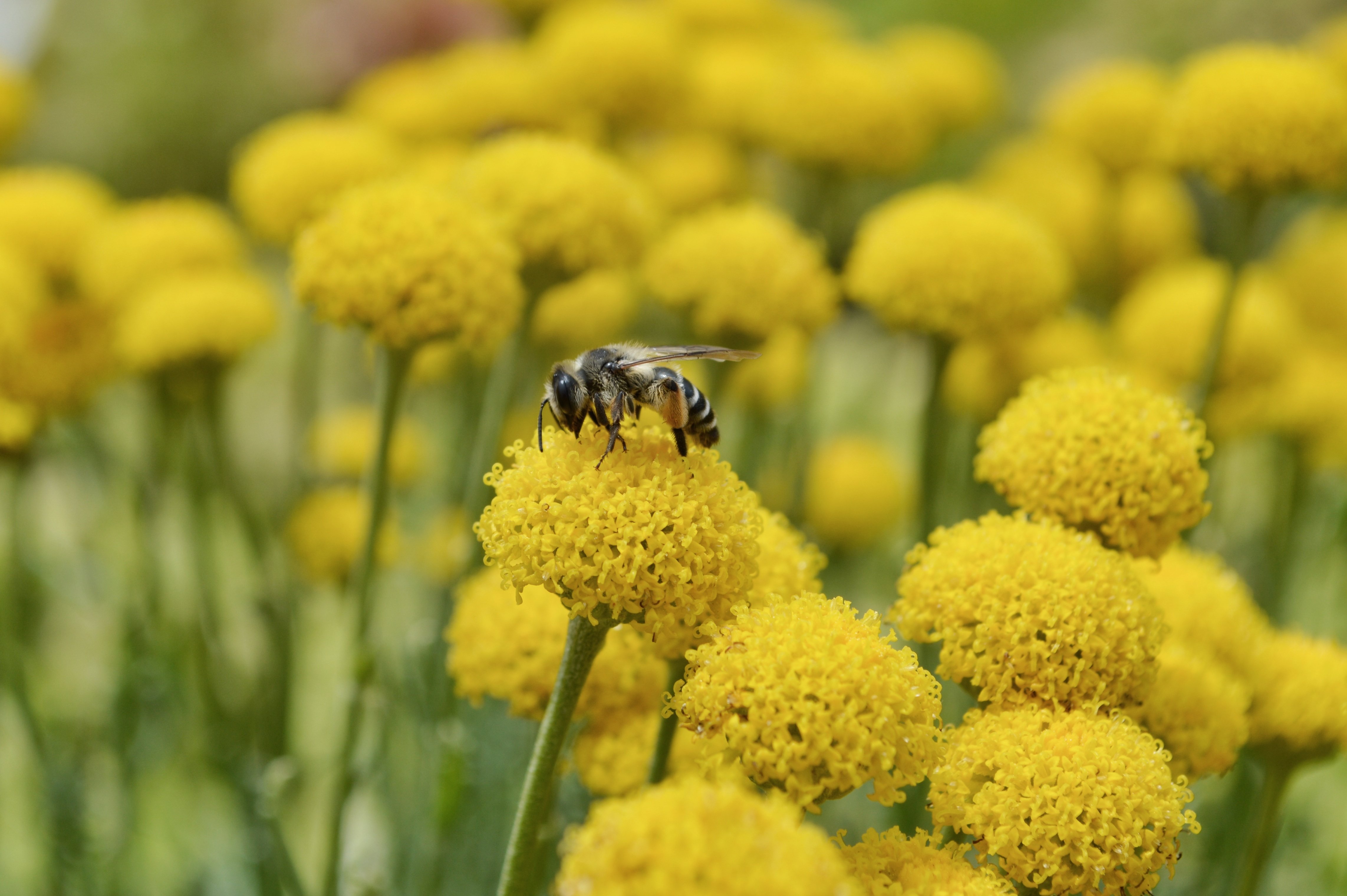Растение много пыльцы. Пыльца на цветке. Пчела на Пижме. Поле с цветами и пчелами. Пчелы в поле.