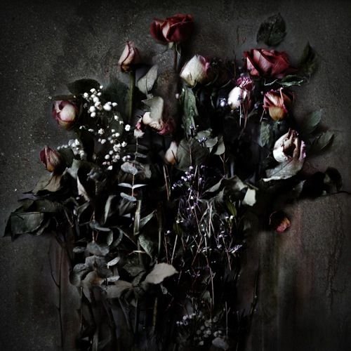 Мрачные ромашки