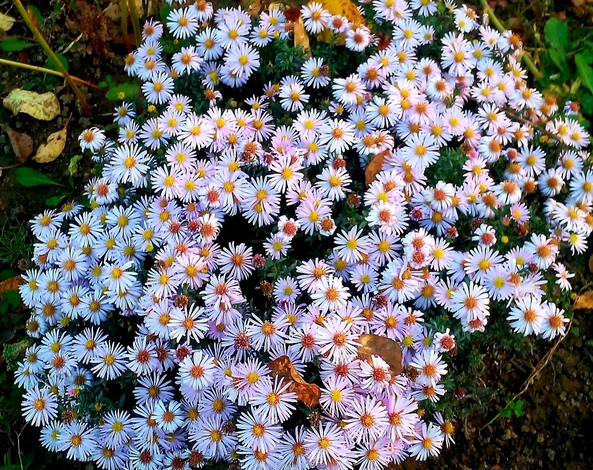 сентябринки многолетние цветы фото