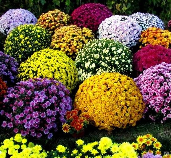 Хризантема мультифлора шаровидная