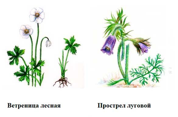 Растения из красной книги Чувашии