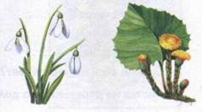 Цветы первые весенние логопедия