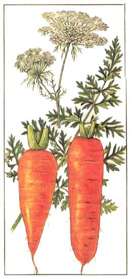 Морковь посевная (Daucus sativus)