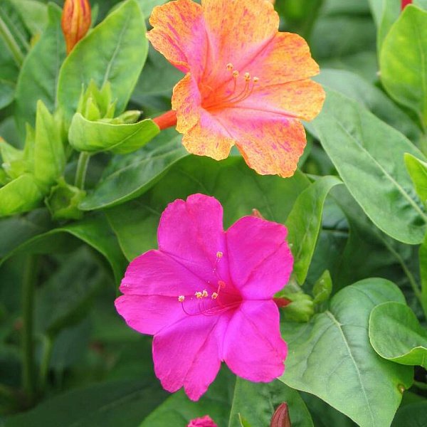 Цветок ночная красавица мирабилис