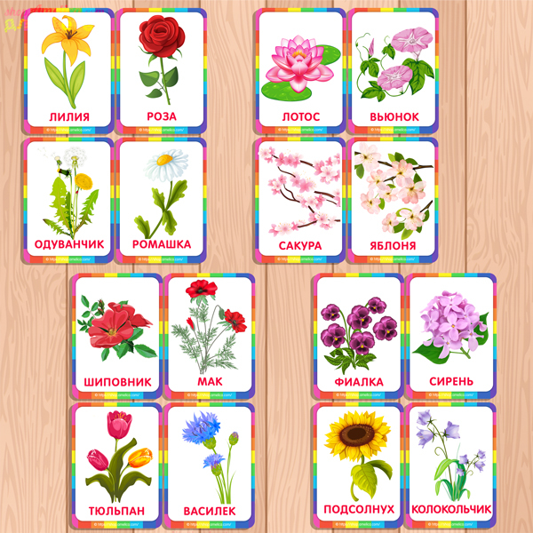 Цветы карточки для детей