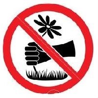 Картинки знак нельзя рвать цветы (65 фото)