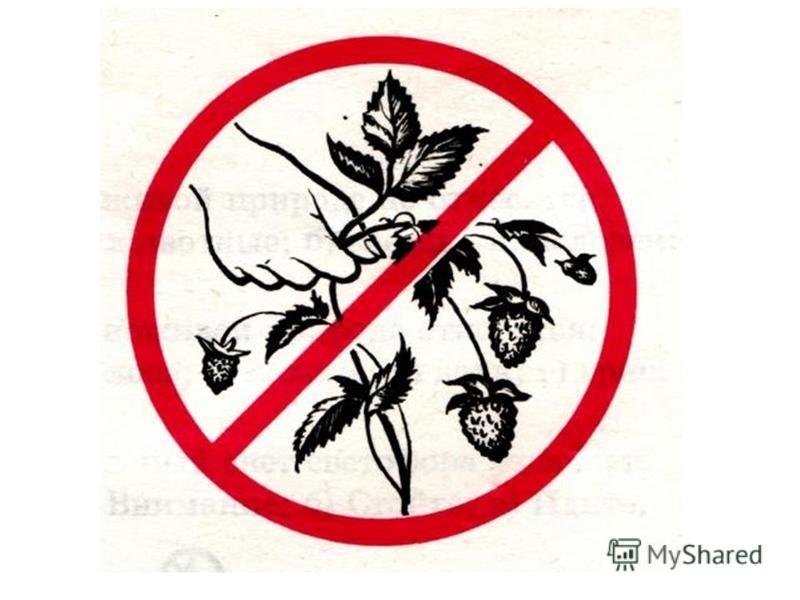 Знак нельзя собирать грибы. Экологические знаки. Природоохранные знаки. Знак не срывать растения. Нельзя срывать цветы в лесу.