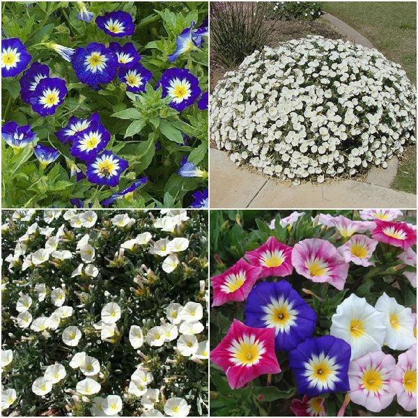 Вьюнок Боровой многолетник