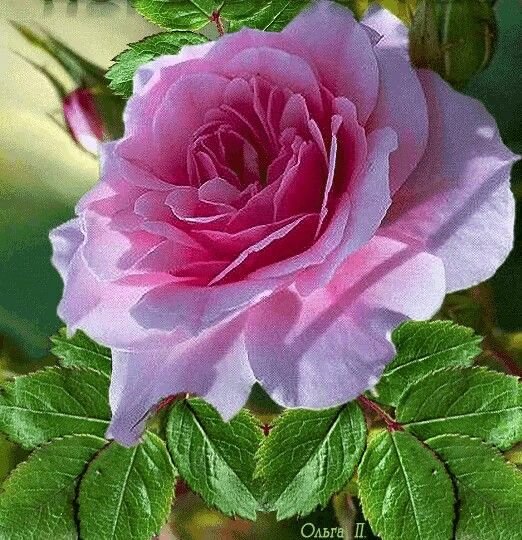 Цветы прекрасному человеку