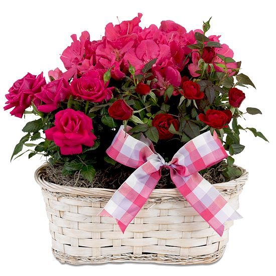 Цветы для Оленьки