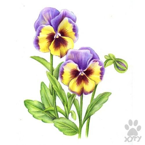 Анютины глазки рисунок для детей