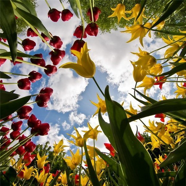 Тюльпаны в солнечных лучах