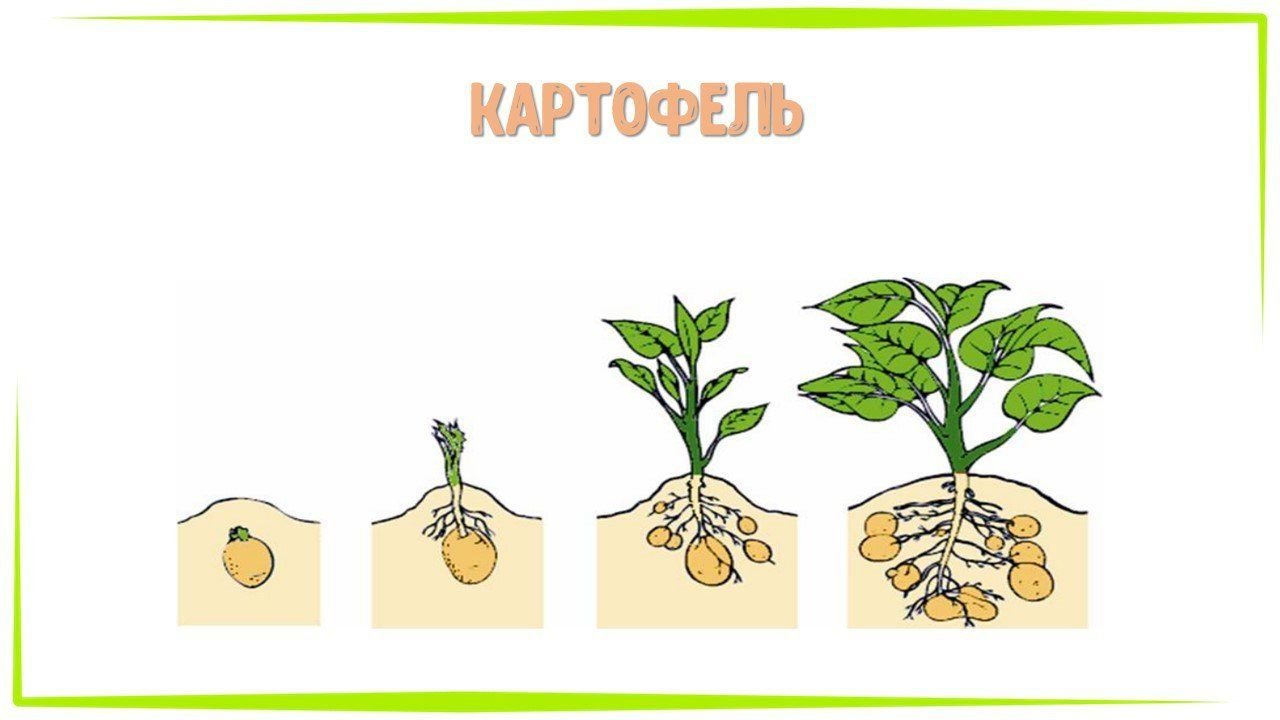 Вырос созрел. Рост растений для дошкольников. Схема роста растения. Этапы роста цветов для дошкольников. Этапы роста растений для детей.