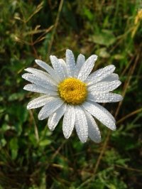 Растения Чувашии