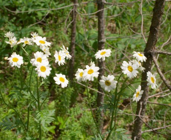 Кувшинка белая красная книга Чувашской Республики