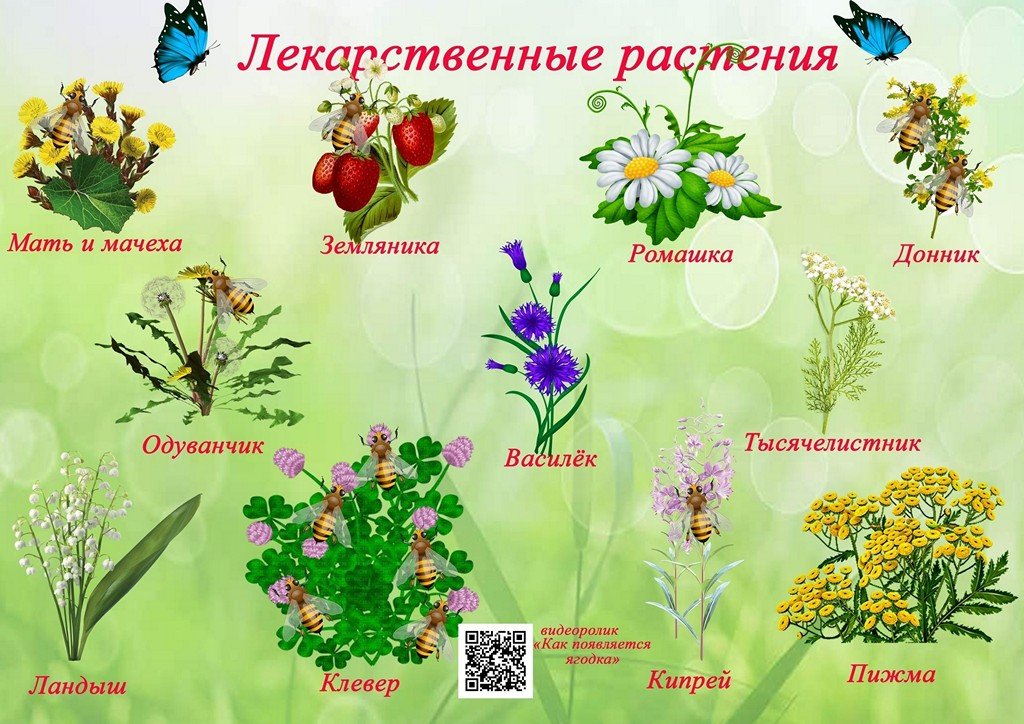 Растения читатели. Растения для дошкольников. Плакат. Цветы. Растения в садике. Лекарственные растения в детском саду.