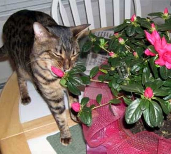 Домашние растения опасные для кошек