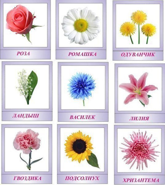 Маркировка: Комнатные цветы в детском саду и школе