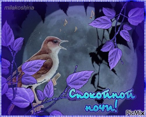 Добрый вечер спокойной ночи птицы