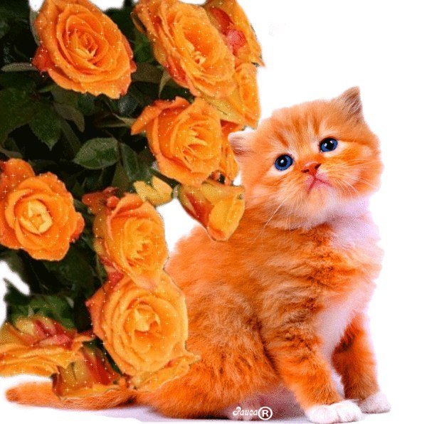 Котенок с цветами