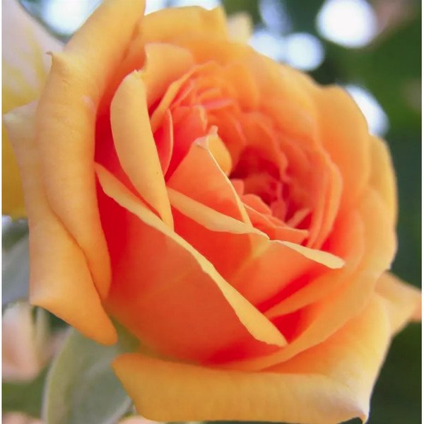 Альбина открытка