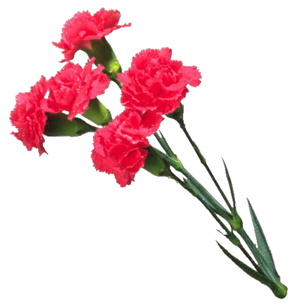 Гвоздики букет Победы