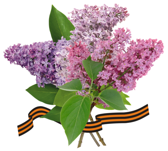 Сирень den Pobedy