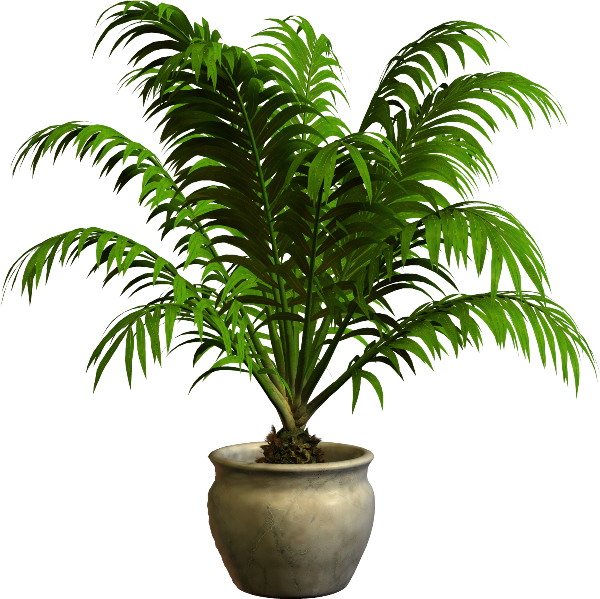 Папоротник пальмы цветы