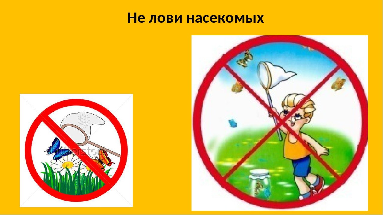 23 апреля что можно делать что нельзя. Природоохранные знаки. Не лови насекомых. Запрещающие природоохранные знаки. Не лови насекомых знак.