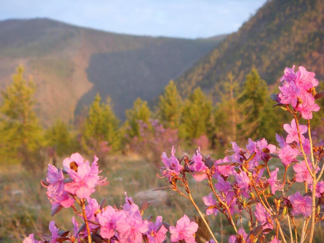 Байкальские цветы боткинская ул