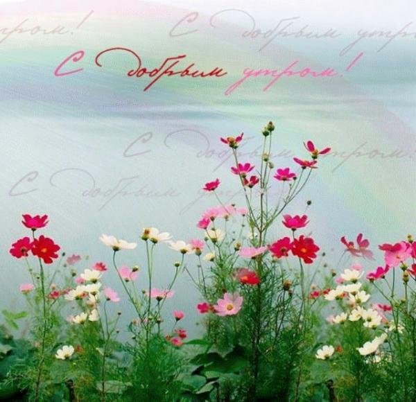 Пожелания хорошего дня природа