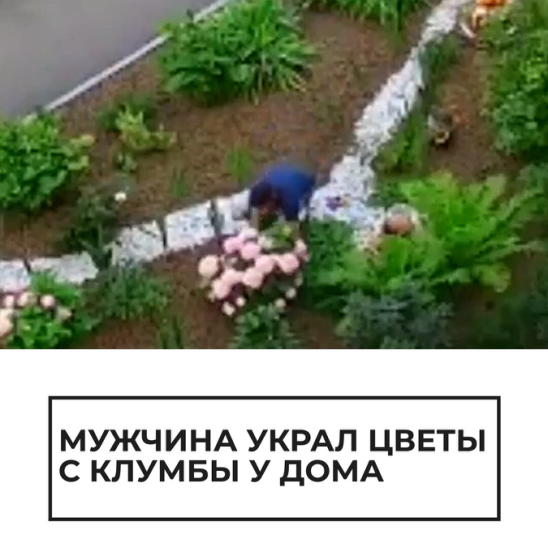 Воруют цветы с клумбы