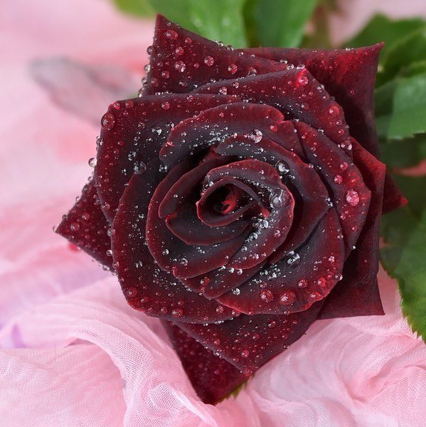 Королевская бархатная роза