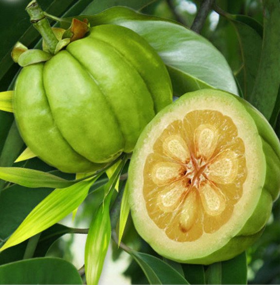 Гарциния форте цветок