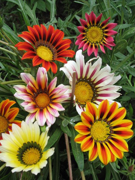 Гербера, эхинацея, гацания
