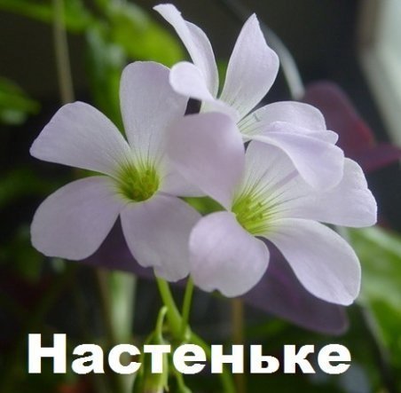 Цветы для Настеньки