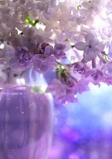 Алмазная мозаика hwa3750