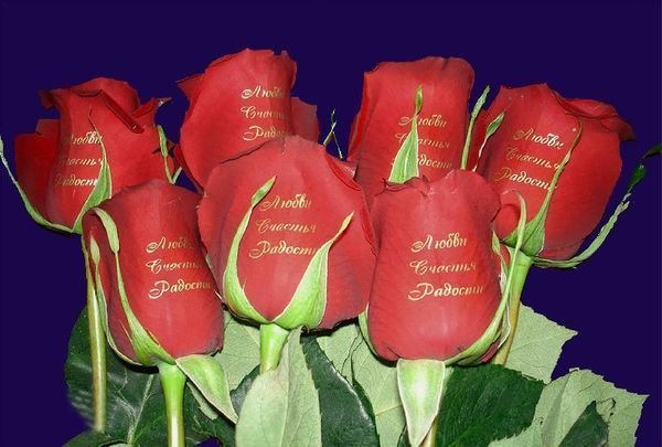 Открытки с днём рождения с животными