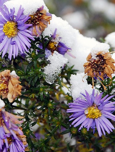 Цветы запоздалые фото