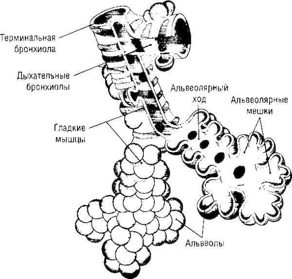 Терминальные бронхиолы строение