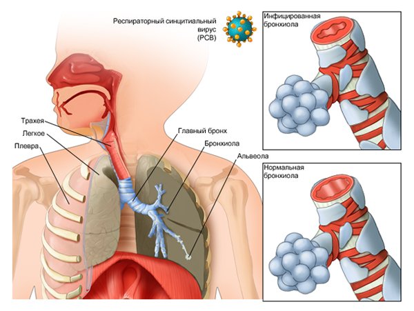 Сегментарное строение бронхиального дерева