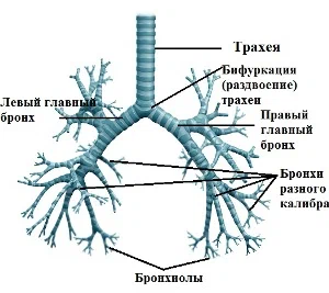 Дыхательная система человека трахея