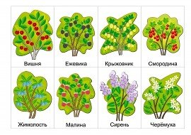 Кустарники для детей с названиями